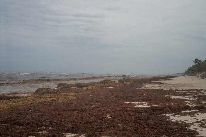 A declaration in Hamilton, and the slow work of giving the high seas a guardian