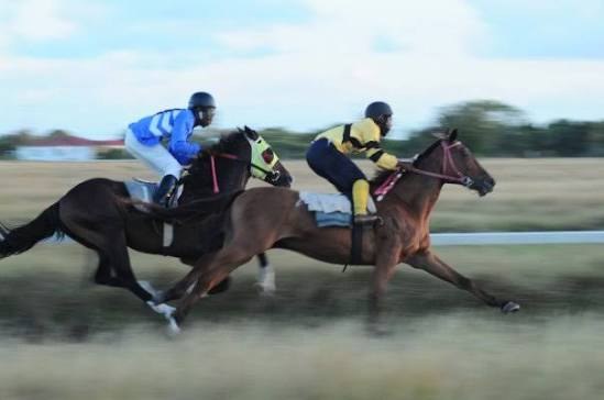 Caribbean Horse Racing Is Half Sport, Half High Society, and All Business